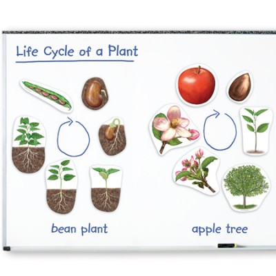 Cycle de Vie: Plante